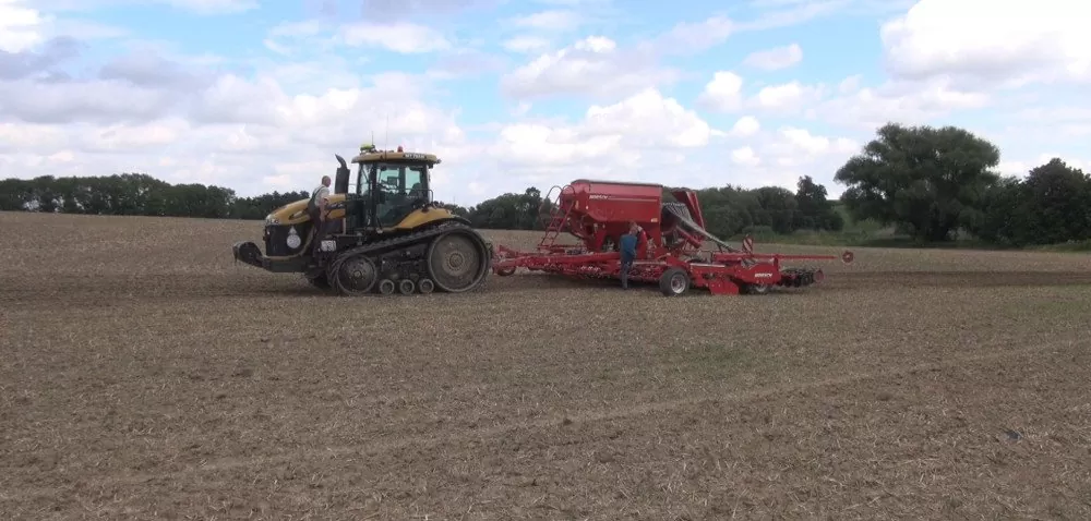 Rolnicy sieją rzepak – najczęściej mieszańcowy