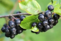 Aronia drzewko owocowe