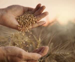 Zaprawianie zbóż okiem hodowcy roślin [REPORTAŻ]