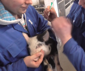 Produkty lecznicze weterynaryjne – nielegalne oferty internetowe