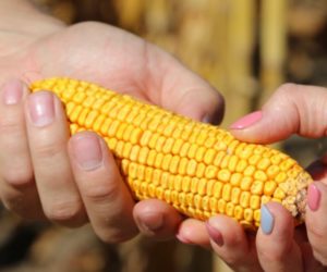 Syngenta zaprasza na spotkania polowe poświęcone odmianom kukurydzy