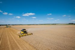 Kombajn New Holland żniwa