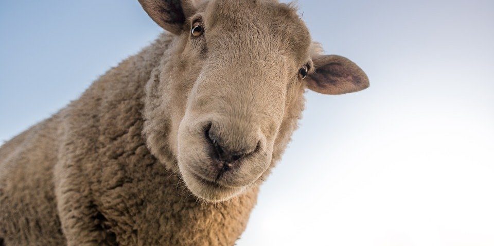 „Kto ma owce, ten ma co chce”. Hodowcy chwalą sezon