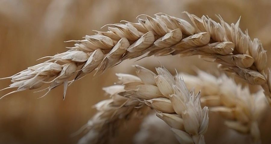 Zaprawa nasienna, czyli skuteczna ochrona zbóż – sprawdź!