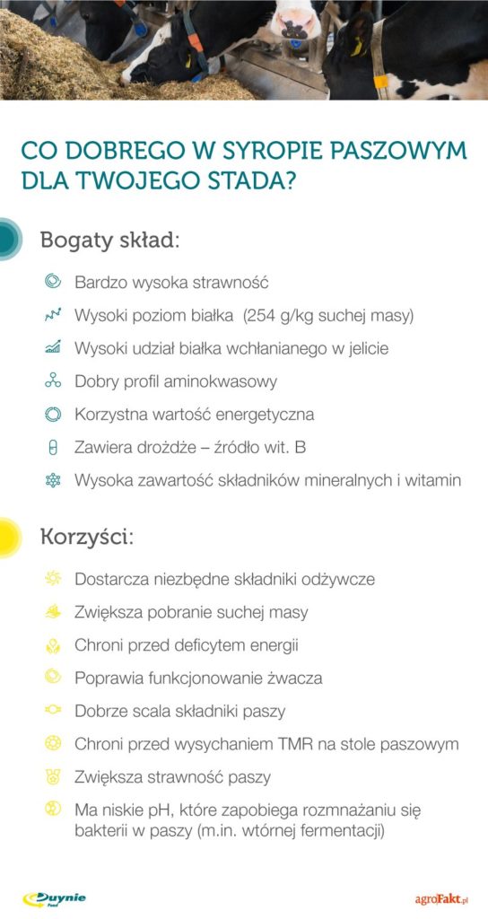wywar gorzelniany w żywieniu bydła