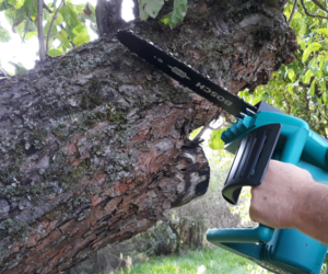 Wycinka drzew na własnej posesji – nieznajomość przepisów szkodzi!