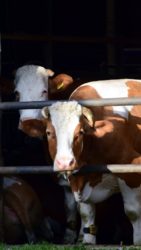 ocena dobrostanu krów