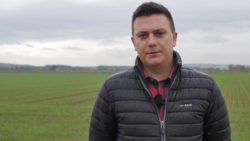 odporność chwastów