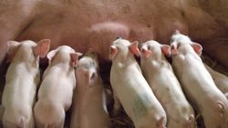 gospodarstwa trzodowe