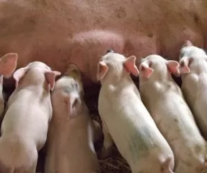 Słaba efektywność rozrodcza świń – przyczyny i&nbsp;zapobieganie