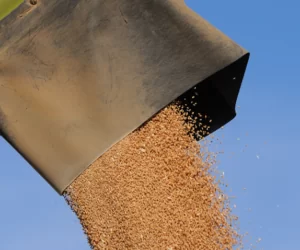 Bez siarki nie ma plonu! Nie zapomnij o&nbsp;niej na wiosnę!