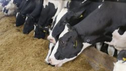 skuteczne żywienie krów