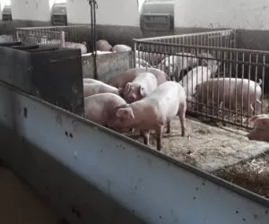 Jak karmić świnie i o czym nie zapomnieć?