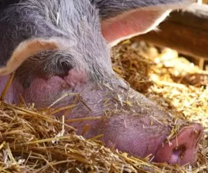 Utrzymanie świń na głębokiej ściółce