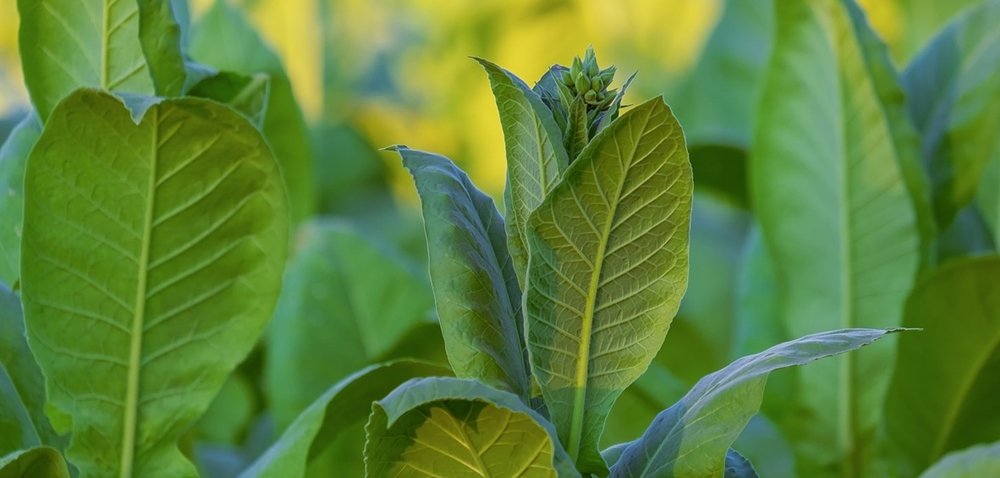 Polski tytoń wróci do łask? [Ciekawostki rolnicze w&nbsp;100 sekund]