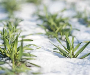 Azot na start – kiedy wysiać nawozy azotowe?