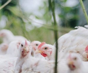 Cena drobiu – jaka sytuacja na rynku i prognozy? Sprawdź!