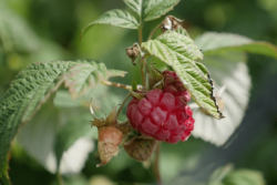 malina z plantacji