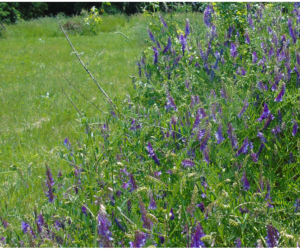 Zazielenienie – uwaga na dokonane zmiany w&nbsp;eWniosku