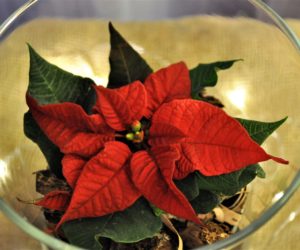 Gwiazda betlejemska – symbol Bożego Narodzenia