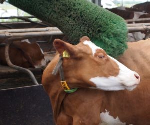 Nowe działania z PROW-u dla hodowców zwierząt!