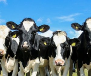 Zwierzęta gospodarskie – długowieczność a&nbsp;telomery