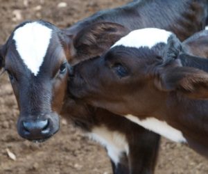 Czy intensywny odchów cieląt jest uzasadniony?