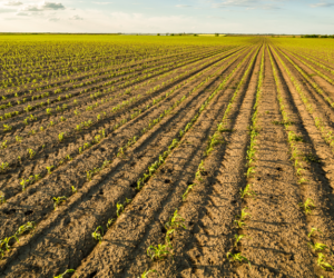 Jak nawozić kukurydzę na ziarno bez względu na pogodę?