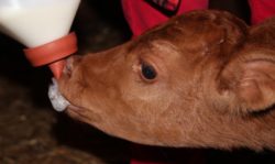 em probiotyk dla bydła