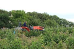 W malinach traktor Kubota L5040 radzi sobie świetnie