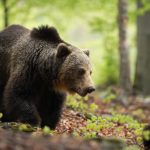 Słowow Ursus znaczy niedźwiedź