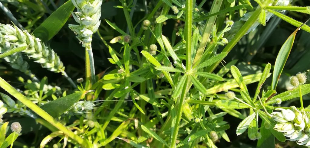 Przytulia czepna jak zwalczać Nufarm Saracen