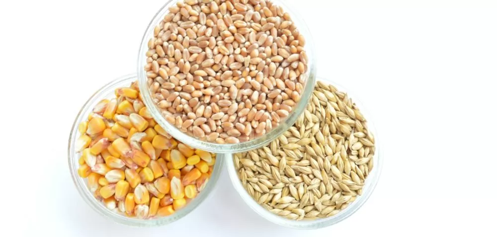 Kontrola importowanych zbóż z Ukrainy bez zastrzeżeń