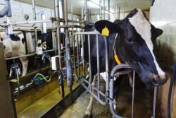 Krowy samodzielnie wchodzą do komory w celu udoju