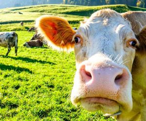 Ciekawostki o&nbsp;krowach – zaskakujące 100 sekund [WIDEO]