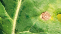 Czerń krzyżowa rzepaku