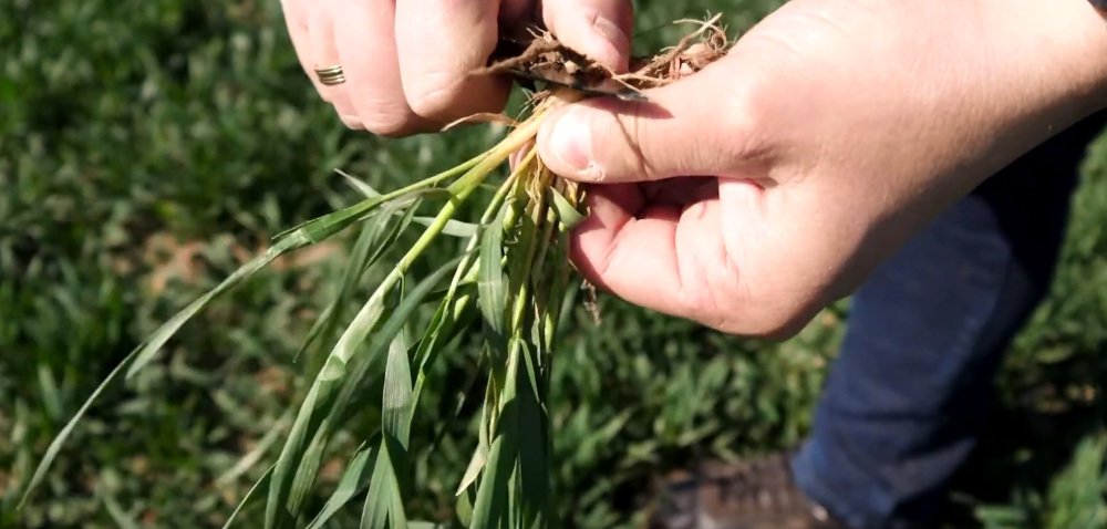 Mączniak prawdziwy w pszenicy ozimej – pierwsze objawy. Specjalista radzi jak go zwalczyć [wideo]