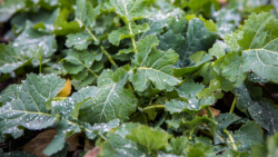 Wegetacja rzepaku wiosną