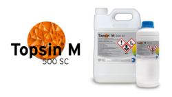 Ochrona rzepaku wiosną z preparatem