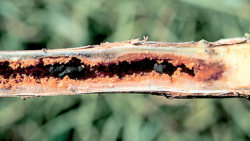 Zgnilizna twardzikowa ochrona rzepaku wiosną