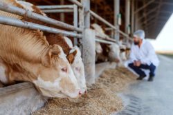 ciekawostki o krowach - nie przenoszą one koronawirusa