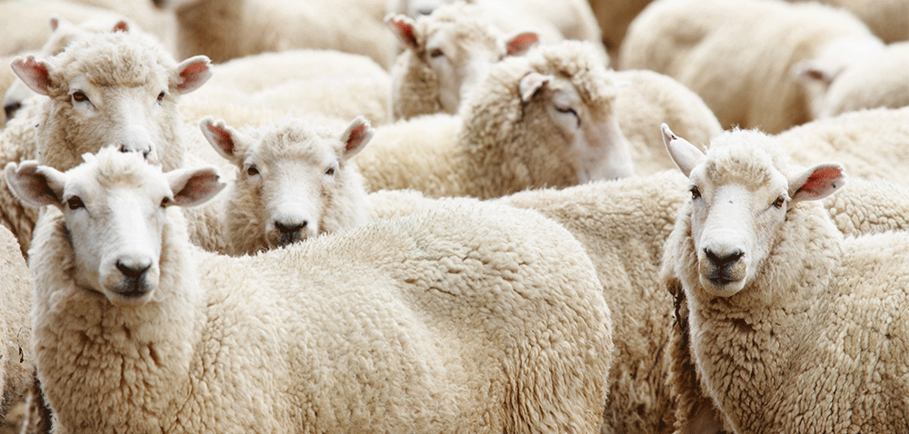 Ciekawostki o owcach – zaskakujące 100 sekund [WIDEO]