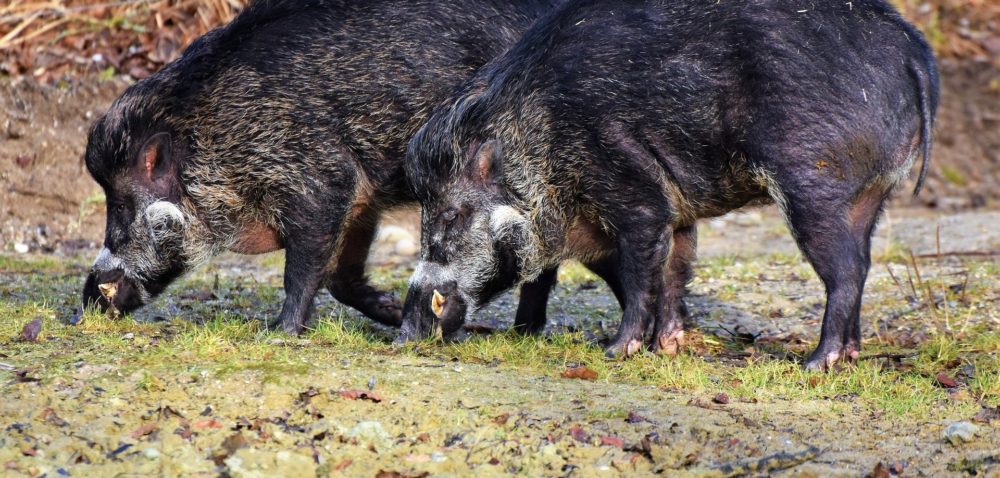 Aktualności rolnicze-08.04.2020- Koronawirus utrudnia walkę z ASF