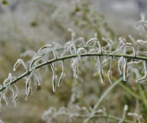 Przymrozki na polach przed 15 kwietnia, ale nie dla firm ubezpieczeniowych!