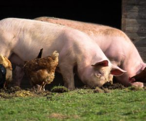 Powrót mączek mięsno – kostnych już wkrótce?