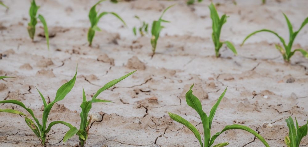 Fundusz Klęskowy – pomoże w walce z suszą?