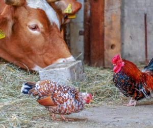 Apel w&nbsp;sprawie ochrony polskich gospodarstw przed ekoaktywistami