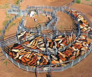 Największe farmy na świecie – od Australii do Chin – 100 sekund [wideo]