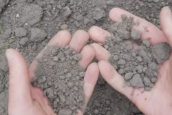 W kraju panuje susza - ziemia jest niczym piach