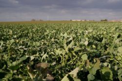 Kiedy rozpocząć zwalczanie chowacza w rzepaku? O tym w raporcie z pola